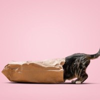 「猫の好奇心は、いわれるほど強くない？」研究者が実験結果を発表　英国