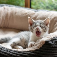 新しい猫のお迎え時、『先代猫のグッズ』を使いまわしてもいい？OK・NGを解説