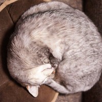 今さら聞けない『猫のネット用語』辞典5選　SNSでよく使われるあの言葉…猫好き界隈には常識？