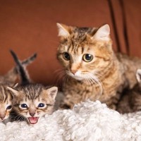 今も語りつがれる個性豊かな「大英博物館の猫」たち　親子で“博物館の顔”になることも　英国