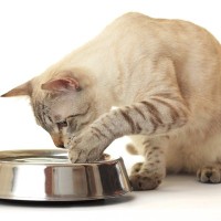 猫が『手を使って水を飲む』のはなぜ？考えられる5つの理由　器が気に入らないの？