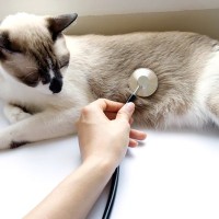 まるで妊娠中！避妊手術済みの猫のお腹が膨らんで「胎動する」姿にネット民もびっくり　その正体は…