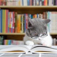 持っていると役立つ『猫にまつわる資格』3選　仕事として必要なものから、知識を深めるためのものまで