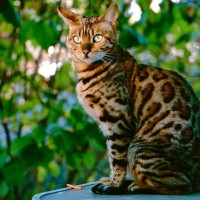 イケメンすぎる⁈『かっこいい猫種』4選　ワイルドだったりスマートだったり…猫はかわいいだけじゃない！