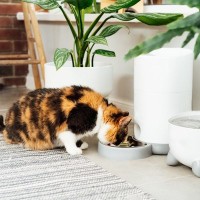 猫の『自動給餌器』があると助かる3つの理由　カメラ付きや多頭用…選ぶ際のポイントも解説