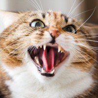 『気性が荒い猫』に共通する5つの特徴　一緒に暮らすために気を付けるべきポイントも