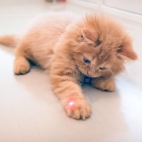 猫が『やらずにはいられない行為』4選　ガマンできない理由とともに解説