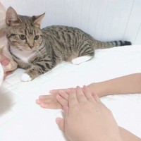 猫の前でひとりずつ手を重ねてみたら…猫も重ねてくれる？→可愛すぎる『チャレンジの結果』が176万再生「ニヤニヤした」「幸せ空間だねｗ」