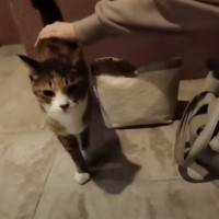 マンションの入り口で『おうちに入れて』というように…濡れた体で甘えてきた野良猫の『現在』に感動の声「本当に良かった」「素敵な名前」