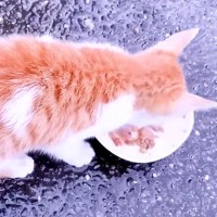 雨の中保護された子猫→人間に捨てられた様子だったのに…泣けるほど尊い『まさかの行動』が15万再生「純真無垢な姿に涙」「本当にいい子」