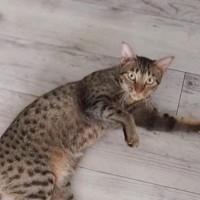 くつろいでいる猫に『行ってきます』と仕事に行くことを伝えたら…あまりにも可愛いリアクションが92万再生「後ろ髪引かれるね」「愛されてる」