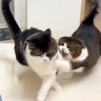 久しぶりに会えたのに、２匹のネコが兄弟喧嘩をしてしまい…夜になってから見せた『意外な展開』に「うらやましい」「ネコパラダイス」と反響