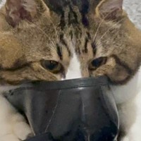 玄関に向かった猫→何をしに行ったのかと覗いてみたら、来客の靴の前で…衝撃的な光景に42万いいね「長靴を嗅いだ猫」「深夜に大爆笑した」
