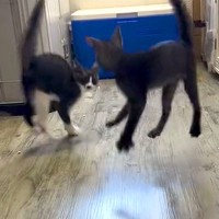 ワクチンを終えたネコ３匹→体調が良さそうなので遊ばせてみたら…予想を超える『まさかの動き』に「楽しそうすぎてｗｗ」「爆笑した」と反響