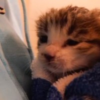 家の狭間で鳴いていた『手のひらサイズの子猫』を保護してお世話したら…心温まる記録に「泣けてくる」「素敵で涙が出た」と感動の声続出