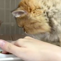 「特殊すぎるｗｗ」甘えん坊な猫→まさかの『ごはんの食べ方』に注目が集まり14万再生突破「手のかかる子やなぁｗ」「愛おしい」