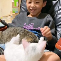 『息子の膝の上に乗っていた白猫』が落ちそうになって…次の瞬間→思わず笑みがこぼれる光景が74万再生「なんという幸せ空間」「ナイスだね」