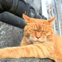 猫はなぜか墓地にやってくる…5000年前から現在まで続く「不思議ニャ関係」