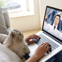 猫にも飼い主にもメリット大！慢性疾患に悩む愛猫にビデオ通話で「遠隔医療」実験　米国・カナダ
