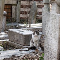 小枝やコップ…亡き飼い主の墓に「プレゼント」を届け続けた愛猫　イタリア