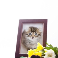 亡き愛猫の『忘れ形見』を保存する方法4選　身につけたり飾ったり…いろいろなアイデアが