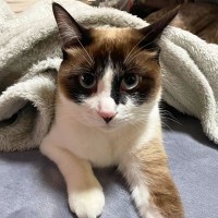 『大人の猫』をお迎えすることの3つのメリット　子猫じゃないと懐かない…なんてことはない！