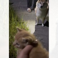 夜、犬の散歩をしていたら…小さな子猫との『まさかの出会い』と保護された様子に涙が出ると90万再生「見つけてもらえて良かった」「泣ける」