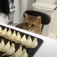 ママが『餃子作り』を始めると毎回現れる猫→じっと監視し始めて…思わず笑う『可愛すぎる行動』に反響「日本一餃子チェックが厳しいネコｗ」