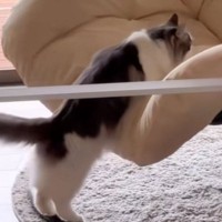 ドジっ子な猫が『ハンギングチェア』に乗ろうとした結果…想定外の『情けない光景』に爆笑の声「可愛すぎるｗ」「永遠に見ていられるｗ」