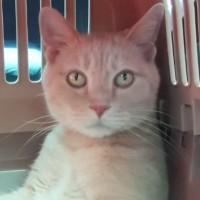 病院に向かう途中、『キャリーの中にいる猫』を見てみると…まさかの光景が149万再生「護送されてる感ｗ」「海外映画に出てきそうで笑った」