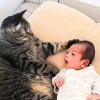 生まれたばかりの赤ちゃん→ネコが寄り添って…まさかの『まるで母親のような行動』が115万再生「完全に寝かしつけてる」「お利口さん」