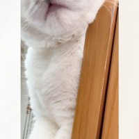 気持ちよさそうに眠る猫の『顔』を見たら…想像を超えてくる『衝撃的な表情』に爆笑の声「ホラーｗ」「可愛い寝顔を期待したらｗ」と34万再生