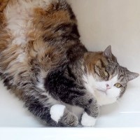３匹の猫が暮らす家→暑さが厳しい日に１匹がくつろいでいた『まさかの場所』に「ひんやりが最大になる体勢ｗｗ」「新しい水の飲み方」と反響