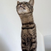 座っている猫の『首』を見たら……別の生き物みたいになった『まさかの瞬間』に4万いいね「なんという長さ」「いや伸びすぎｗｗ」と反響