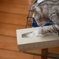 猫が『ティッシュ』にイタズラしたがる4つの理由　やめさせたいときの対処法も