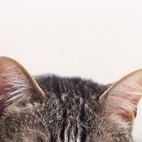 猫の『耳のお手入れ』サボるとどうなる？起こり得る3つのトラブルとケアのコツ