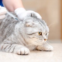猫に『ワクチン接種』をしたほうがいい3つの理由　種類や頻度についても解説