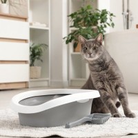 猫がウンチの前後に鳴く「トイレハイ」のナゾ…考えられる3つの理由　痛みを感じている場合も