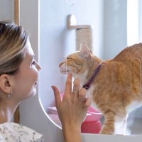 『ペットホテルに預けられた猫』はどんな気持ち？3つの心理と、安心してもらうためのアイデア