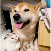雷が怖くて震えていた柴犬に……猫たちが見せた『優しい行動』に涙が止まらないと76万再生「素敵で泣ける」「優しすぎて感動した」