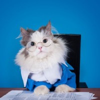 キューバ危機回避の裏にも猫の存在が？君主や大統領の心をなぐさめ、影響を与えた「政治家猫」英国・米国