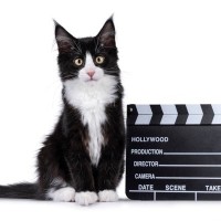 「保護猫からTVスター」へ華麗なる転身！有名俳優とも共演を果たす人気急上昇中の猫　英国