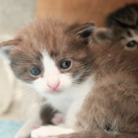 「母猫からの最後の贈りもの」亡くなる直前に、赤ちゃん猫を安全な場所へ移した野良猫　英国