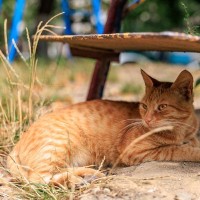 校庭に住み着いた猫たちに「日よけキャットハウス」を！不用紙をリサイクルする取り組みが話題に　セネガル