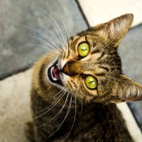 猫があなたに『一生懸命話しかけているとき』に訴えたい5つのこと　鳴き止まないときの対処法も