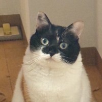 『廊下でドヤ顔をしていた猫』→まわりを見てみると…盛大なイタズラに笑っちゃう人が続出「可愛いから許しちゃうよねｗ」「愛おしい」と12万表示