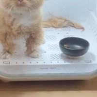 ドライヤーハウスの中に入れられた猫→顔を見てみたら…まさかの『表情』が59万再生「あなたの脳に直接話しかけてます」「絶対に許さないｗ」