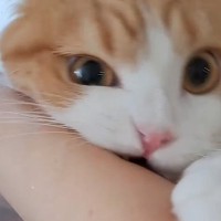 腕に思いっきりじゃれついてきた猫→『ダメだよ』と注意した結果…驚きの反応が142万再生「顔が可愛すぎる」「なんでって顔かなｗ」