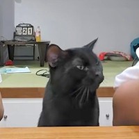 夜ご飯にサーモンを出したら、黒猫が間に座ってきて…思った以上に圧を感じる『まさかの光景』が11万再生「撫でられたあとのは？って顔ｗ」