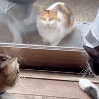 家猫へ恋をした野良の三毛猫→約３年後……思わず涙が出てくる『2匹の現在』に「泣いてしまった」「キュンキュンした」と４万再生の反響